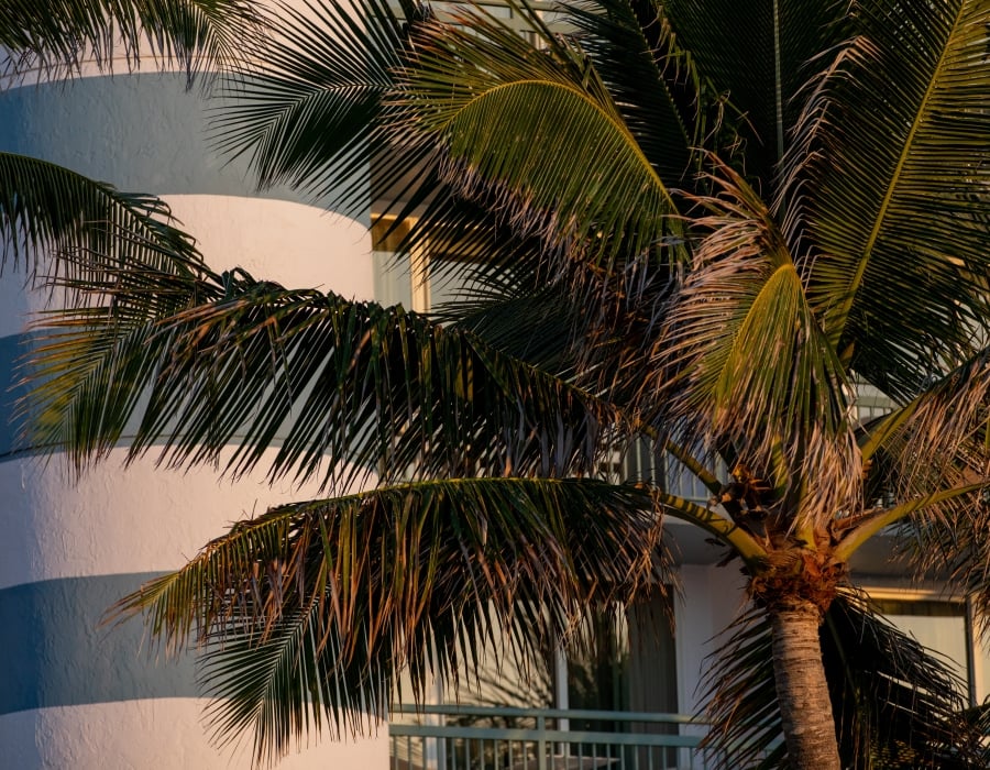 exterior of hotel building with palm trees