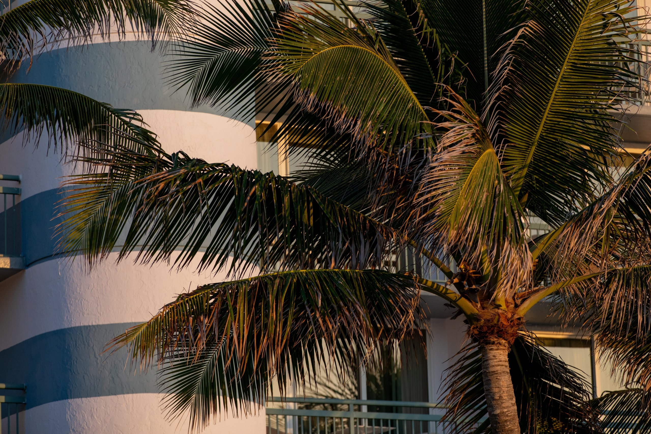 exterior of hotel building with palm trees