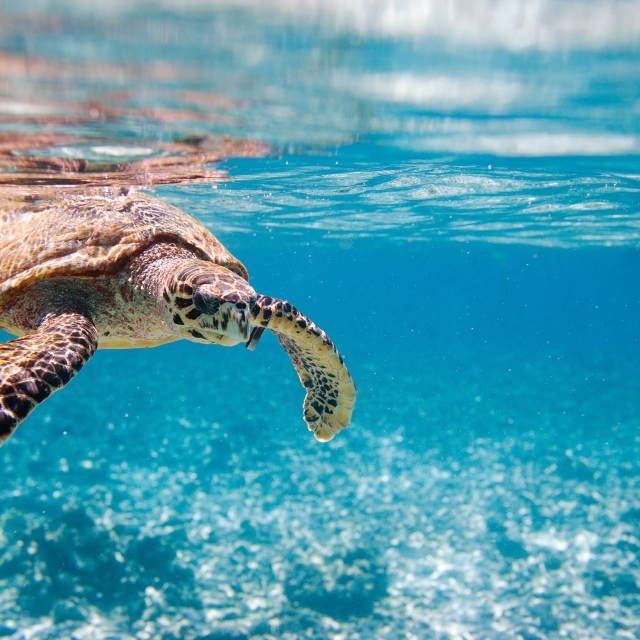 Sea turtle swimming on the ocean