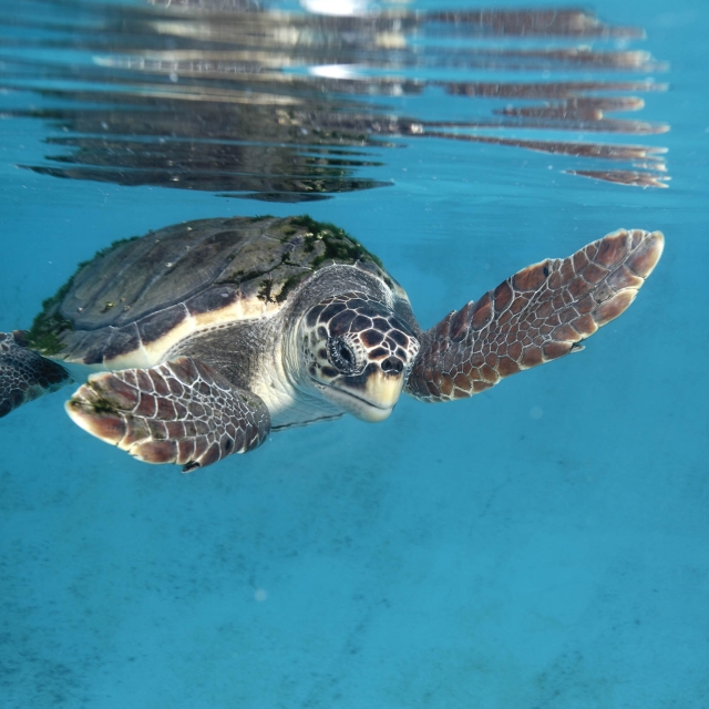 The loggerhead sea turtle from Brijuni National Park, Croati