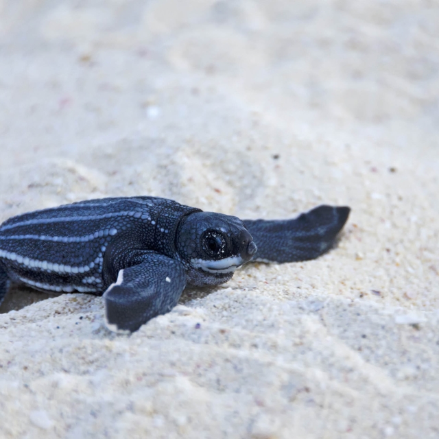 A Baby Sea Leatherback Turtle Crawls into the Ocean for the First Time.