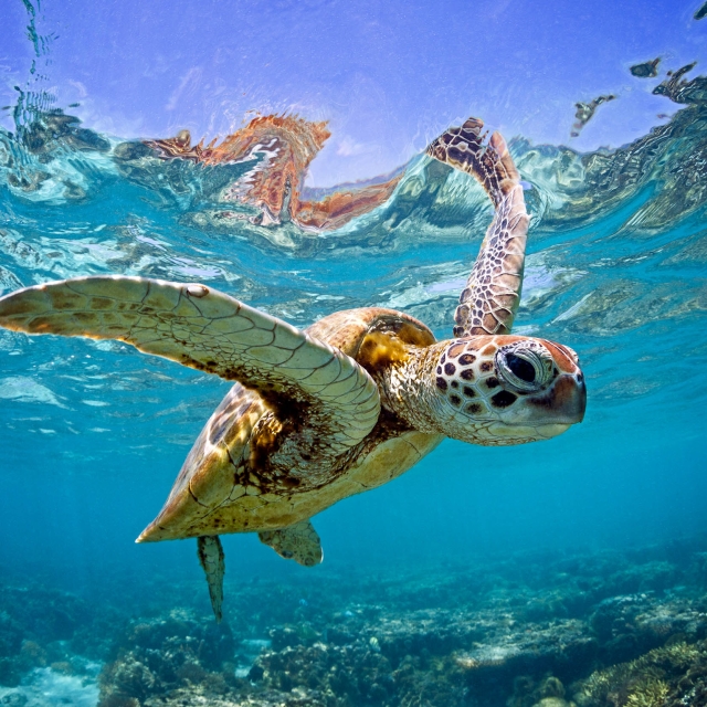 Green sea turtle captured swimming in the shallow waters