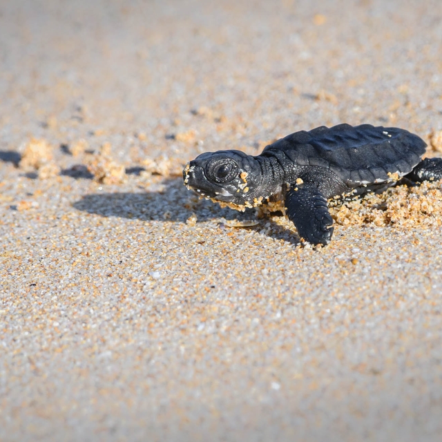 Cute baby Olive ridley sea turtle hatchling crawling towards the sea.
